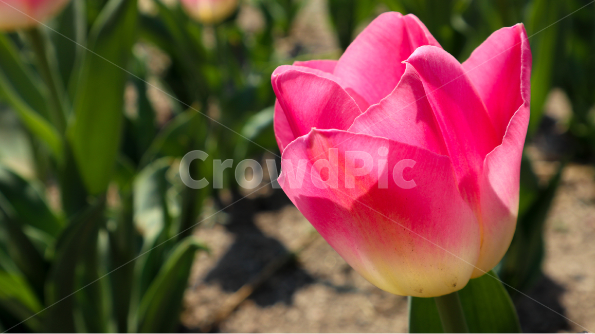 튤립,봄,봄꽃,튤립축제,spring,season,식물,자연,붉은색,red,flower,redflower,pink,pinkflower,feeling,korea,plant,tulip,접사,핑크색,화려한,화사한