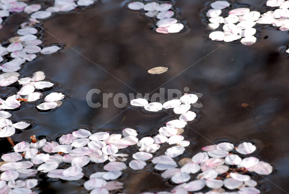 자연,연못,벚꽃,봄,풍경,봄,계절,spring,season,꽃,flower,plant,식물,blossom,lily,백합