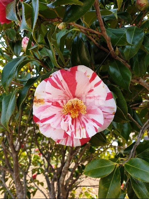 봄,꽃,동백,혼합,자연,nature,flower,연화도,나뭇잎,나뭇가지,한송이,생화,거제동백,혼합동백,보카시동백,자연물,분홍,분홍색,pink,핑크,빨강,빨강색,red,자주색,식물,spring