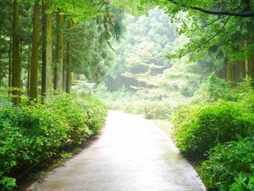 산책로,숲,나무,여름,공원,아침,풀,산책