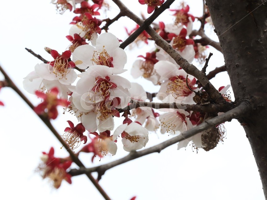매화,봄꽃,흰꽃,개화,만개,식물,자연,plants,nature,꽃,flower