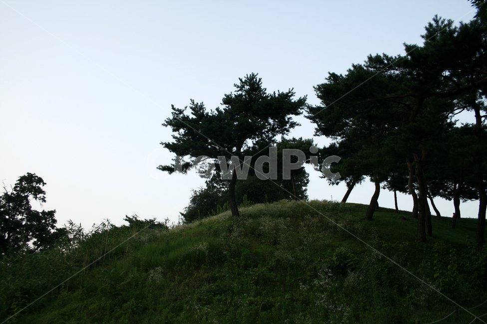 나무,공원,휴식,하늘,초록,여름,잔디,자연,풍경,nature,landscape,grassland,목초지,field,들,outdoors,옥외,mound,투수판
