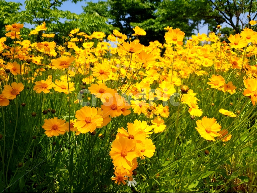 금계국,꽃,봄,노랑,풍경,식물,자연,plants,nature,꽃,flower