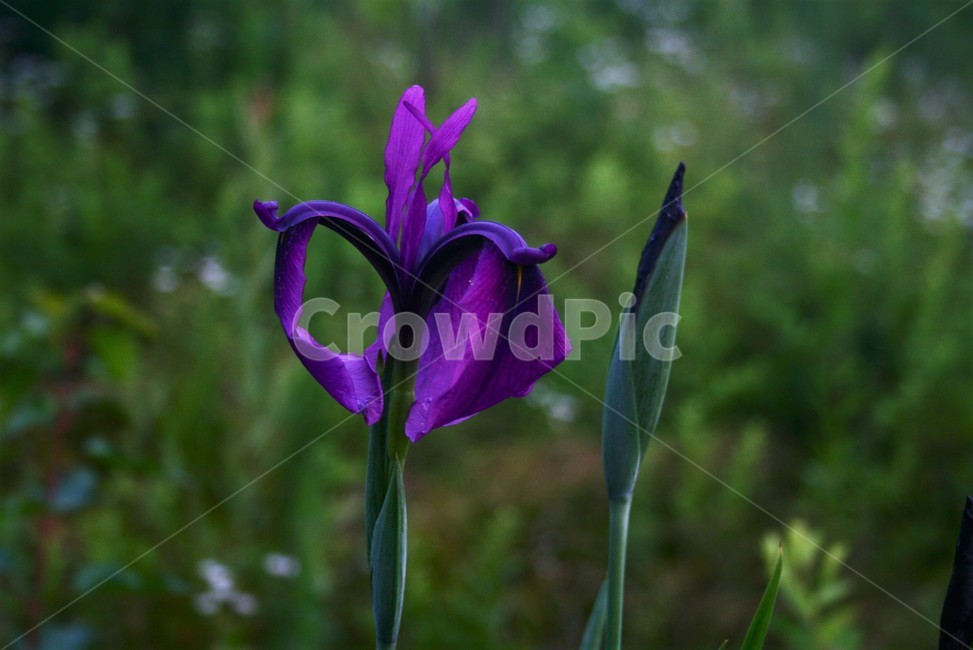 꽃창포,붓꽃과,야생화,식물,수생식물,식물,자연,plants,nature,꽃,flower