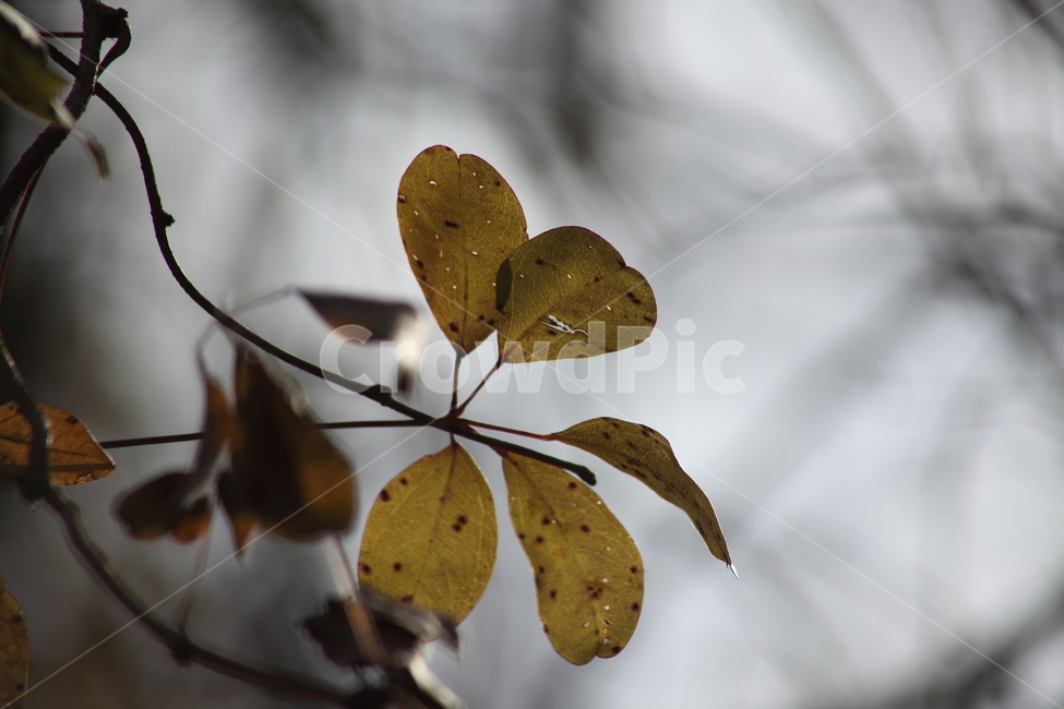 단풍,잎,식물,가을,redleaves,가을,계절,fall,autumn,season,식물,자연,plants,nature,plant,leaf,veins,정맥