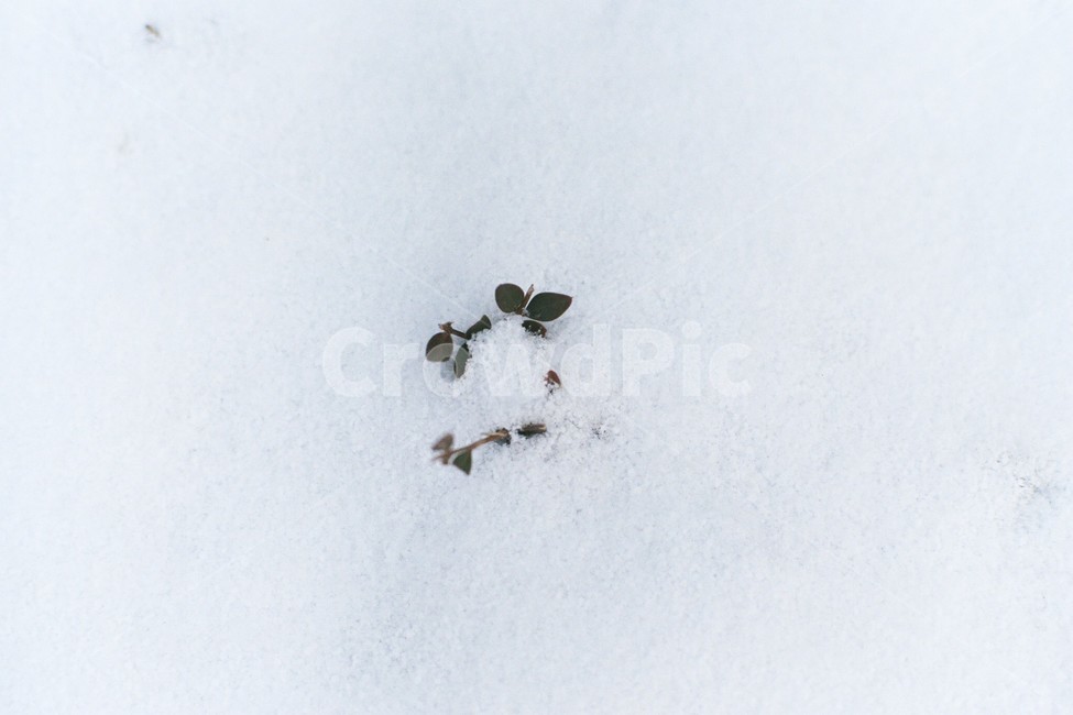 겨울,눈,snow,자연,nature,겨울,계절,winter,season