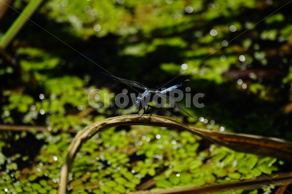잠자리,연못,곤충,벌레,insect,dragonflies,dragonfly,가을,autumn,fall,9월,september,자연,nature,식물,plants,수풀,동물,animal,곤충,벌레,insect,bug