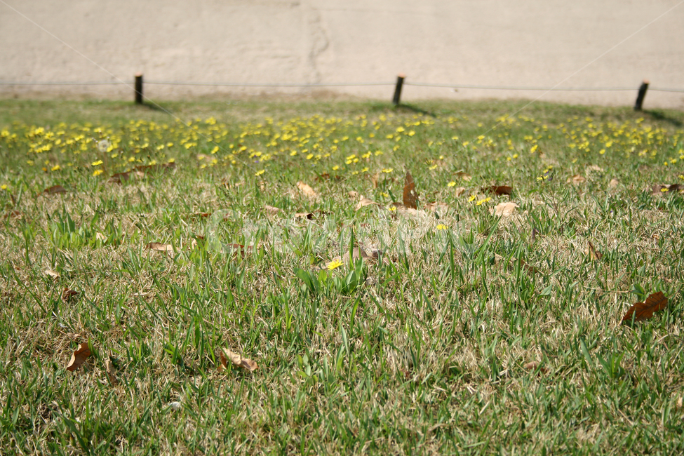 언덕,봄,봄날,봄풍경,감성,spring,flower,공원,풍경,식물,새싹,잎,초록,꽃,분홍색,노란색,white,봄,계절,spring,season,식물,자연,plants,nature,꽃,flower,grassland,목초지,field,들,outdoors,옥외