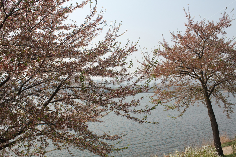 꽃,봄,감성,식물,자연,풍경,자연,풍경,nature,landscape,plant,tree,나무