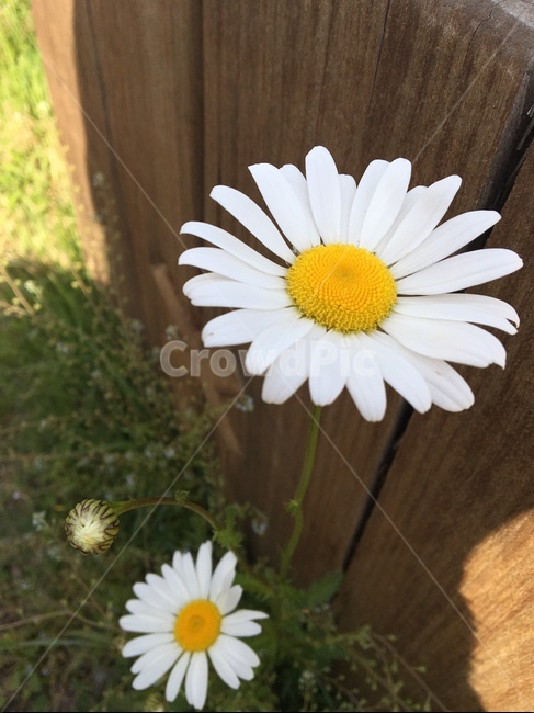 plant,식물,blossom,꽃,flower,daisy,데이지,daisies,들꽃,흰꽃,식물,자연,plants,nature,꽃,flower