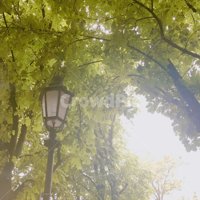 가로등,나무,가로수,램프,lamp,tree,자연,풍경,nature,landscape,lamp post,램프 포스트