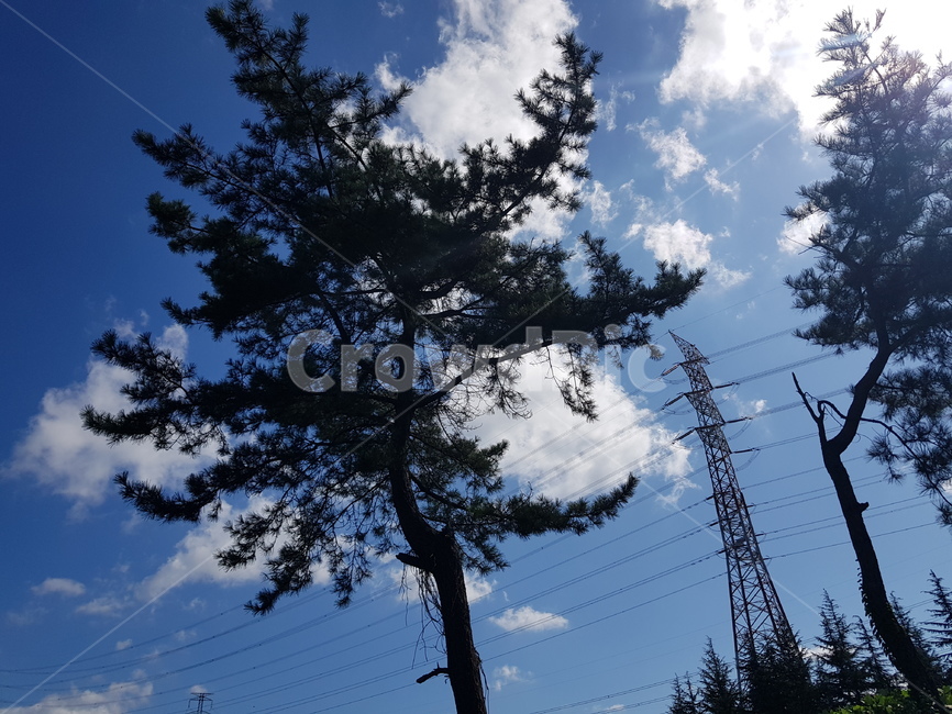 전력선,cable,하늘,구름,나무,나무,trees,wood