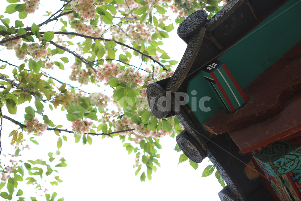 봄,꽃,벚꽃,지붕,spring,flower,roof,cherryblossoms,한국전통,한국문화,korean traditional,korean culture,건축물,건물외관,exterior,building,structure,architecture,construction