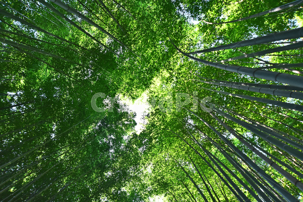 대나무,대나무숲,bamboo,상록수,외떡잎식물,벼목,화본과,곧음,직선,대나무잎,푸르른,녹색,그린,초록색,배경,바탕,백그라운드,plant,식물,자연,풍경,nature,landscape,식물,plants,나무,trees,wood