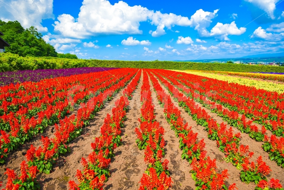 홋카이도여름,북해도,팜토미타,붉은꽃,들판,자연,풍경,nature,landscape,해외,외국,세계,foreign,oversea,world,색깔,색상,색채,색감,color sense,color sensitivity,feeling of color,outdoors,옥외