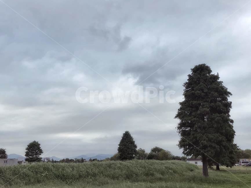 tree,나무,plant,식물,하늘,sky,구름,cloud,자연,풍경,nature,landscape