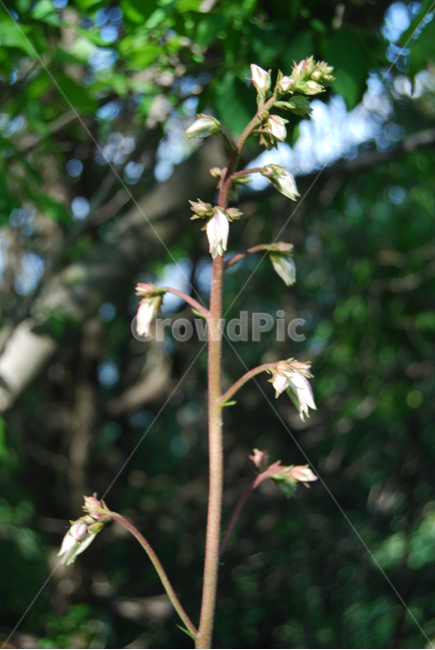 진악산,금산군,공원,탐방로,자연,식물,자연,plants,nature,꽃,flower