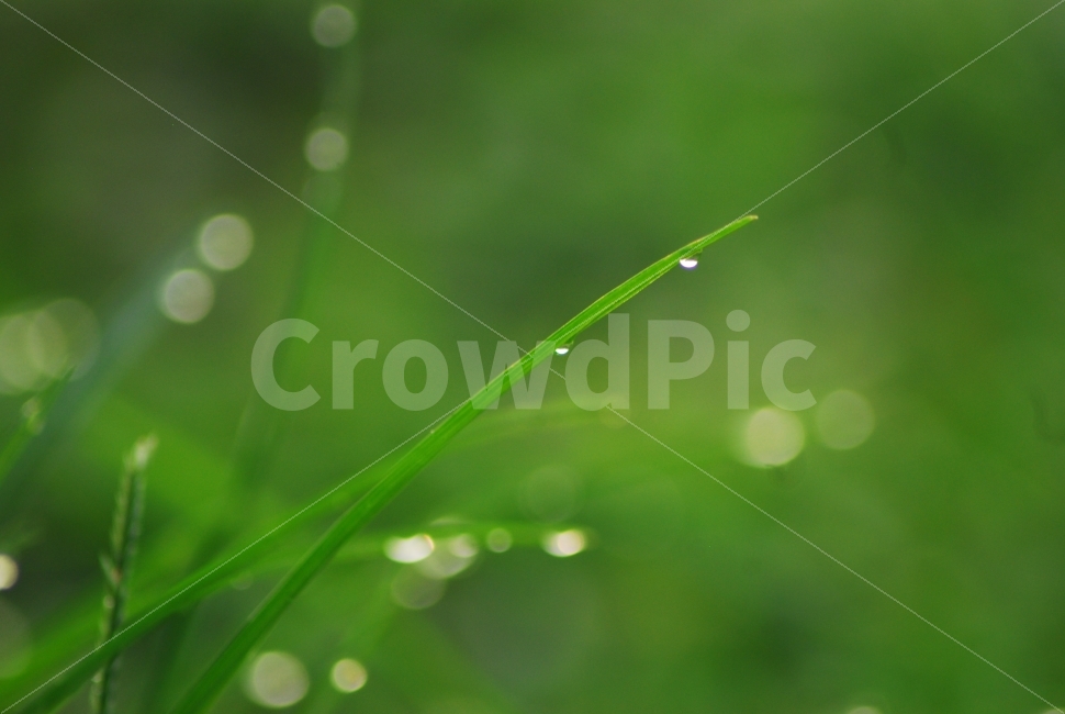 아침이슬,이슬,풀잎보케,초록,싱그러움,식물,자연,plants,nature