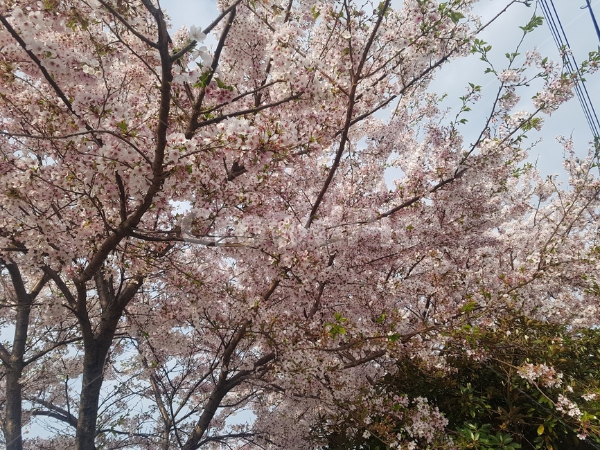 봄,벚꽃,배경,풍경,꽃,자연,제주도,야외,나무,봄,계절,spring,season,자연,풍경,nature,landscape,plant,식물,blossom,flower
