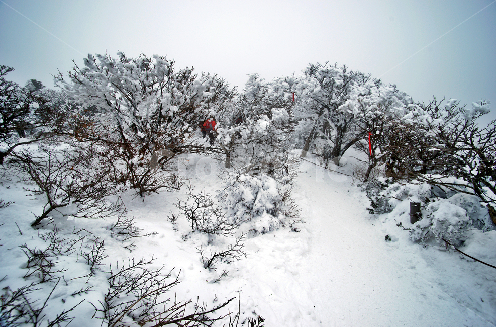 한라산,설경,제주도,영실코스,눈,겨울,설화,안개,겨울,계절,winter,season