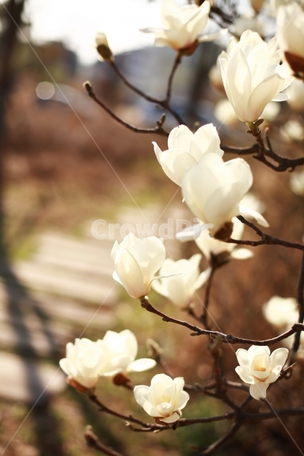 봄,목련,꽃,흰꽃,하얀꽃,봄,계절,spring,season,식물,자연,plants,nature,꽃,flower,plant