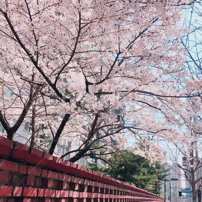벽,낭만,벚꽃,핑크,하늘