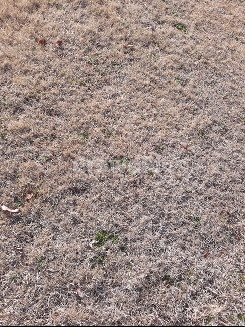 잔디,바닥,ground,풀,소재