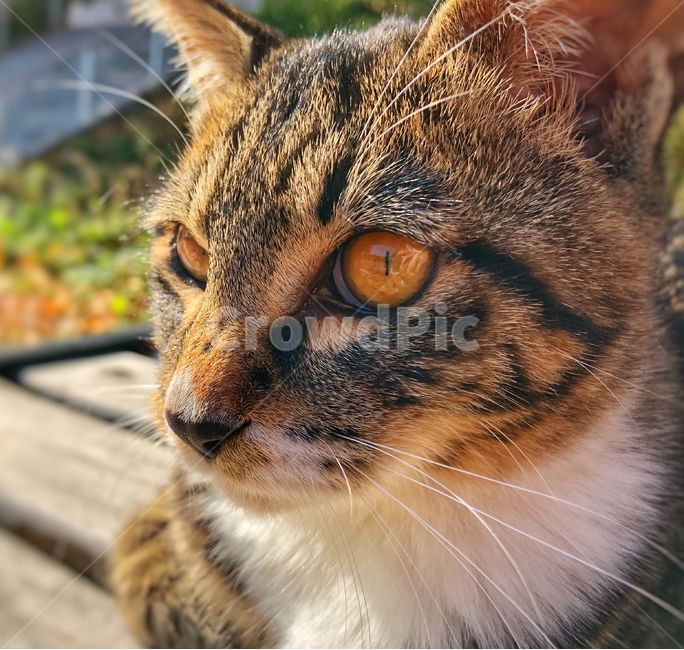 고양이,동물,길고양이,낙옆,눈동자,동물,animal,포유류,mammal,고양이,cat,kitten,kitty