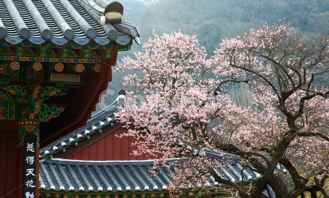 자연,풍경,경치,계절,봄,식물,꽃,봄꽃,매화,홍매화,사찰,백양사,보호수,매화나무,고불매,고건축,건물,옥외,산,골짜기,경내,지붕,기와지붕,아침,안개,빛,햇빛,한국전통,한국문화,korean traditional,korean culture,식물,자연,plants,nature,꽃,flower,나무,trees,wood