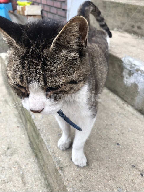 고양이,동물,길고양이,애완동물,pet,포유류,귀여운,앞발,자연,길거리,계단,cat,mammal,꾹꾹이,kitten,kitty,animal