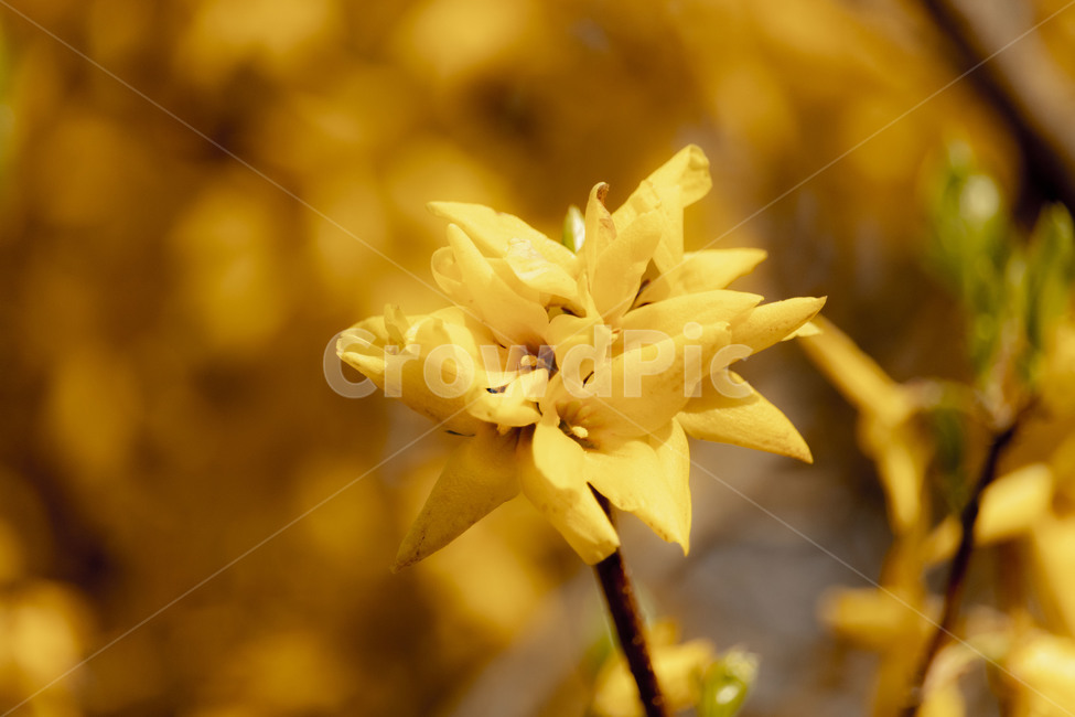 개나리,개나리꽃,노란개나리,forsythia,봄개나리꽃,봄,계절,spring,season,식물,자연,plants,nature,꽃,flower,plant