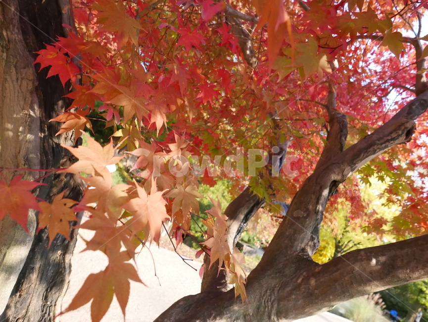 잎,식물,나무,단풍,maple,가을,가을단풍,가을,계절,fall,autumn,season