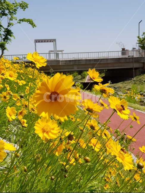 금계국,꽃,노랑,봄,맑음,자연,풍경,5월,봄,계절,spring,season,식물,자연,plants,nature,꽃,flower,plant
