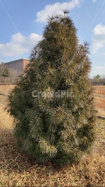 소나무,솔나무,금송,lacebark,금솔,ornament,장식,tree,나무,plant,식물