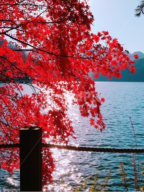 가을,단풍,강,풍경,산,풀,가을,계절,fall,autumn,season,자연,풍경,nature,landscape,leaf,잎,plant,식물,tree,나무