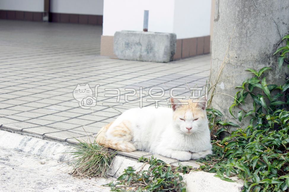 cat,cat,pet,stray cat,stray cat,animal,mammal,mammal,kitten,kitty,sleepy