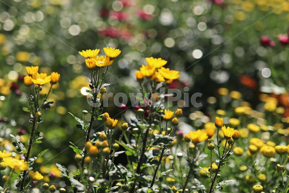 plant,식물,flower,꽃,국화,식물,자연,plants,nature,꽃,flower
