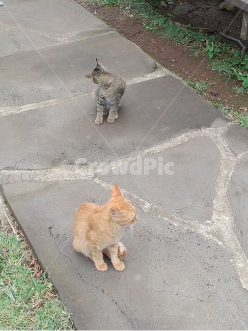 고양이들,cats,돌길,귀여운,cute,코숏,코리안숏헤어,고등어,치즈