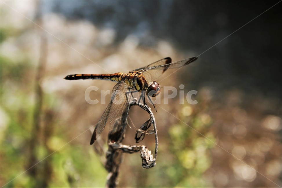 깃동잠자리,잠자리과,수서곤충,잠자리,곤충,동물,동물,animal,곤충,벌레,insect,bug