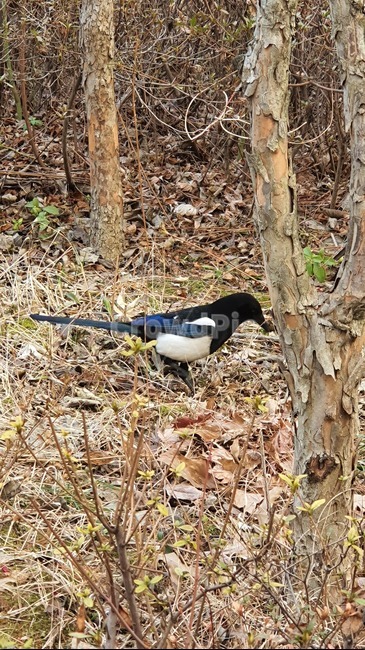 까치,소식,animal,동물,새,동물,animal,조류,새,birds