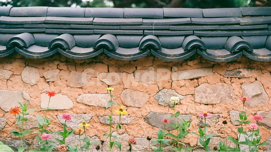 전통적,전통,한국,기와,담,담벼락,꽃,마을,동네,풍경,거리,식물,자연,아날로그,필름사진,Plants,nature,Flower,한국전통,한국문화,korean traditional,korean culture,건축물,건물외관,exterior,building,structure,architecture,construction