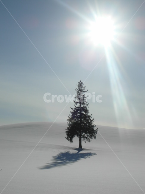 홋카이도,북해도,비에이,나홀로나무,나무,눈,겨울,계절,winter,season