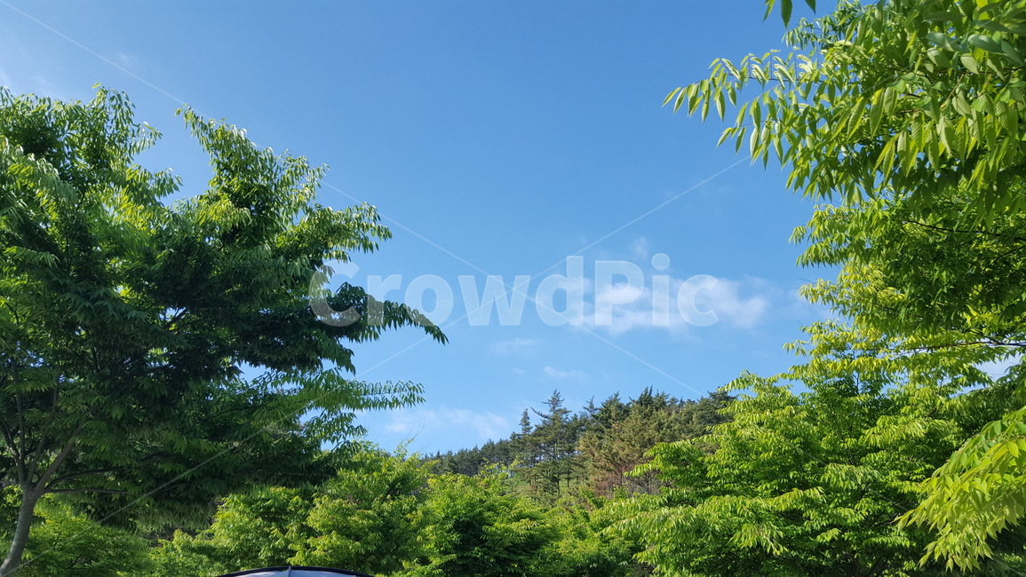 하늘,자연,숲,tree,나무,plant,식물,자연,풍경,nature,landscape