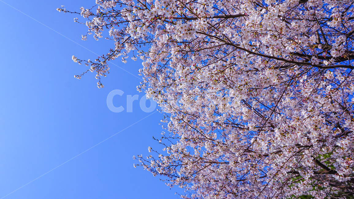 벚꽃,꽃,하늘,cherryblossom,blossom,봄,spring,flower,sky,풍경