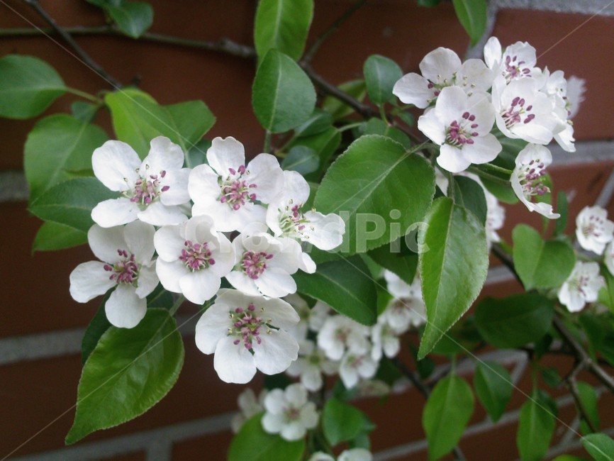 plant,식물,flower,꽃,blossom,식물,자연,plants,nature,꽃,flower