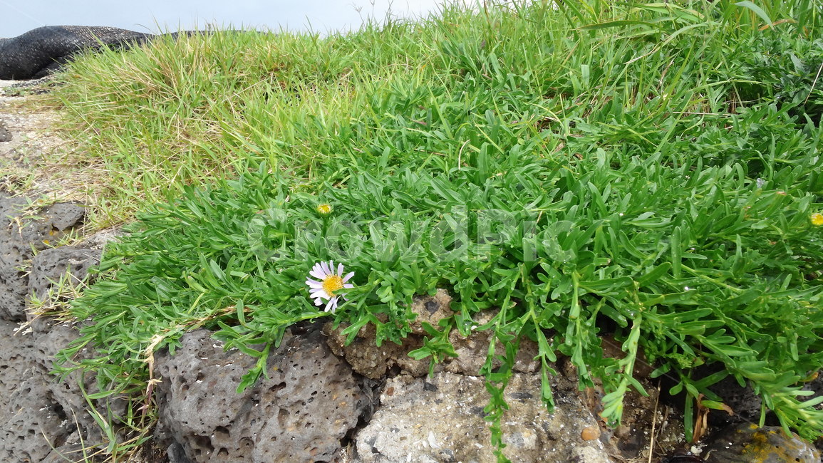 잔디,꽃,초록,식물,plant,flower