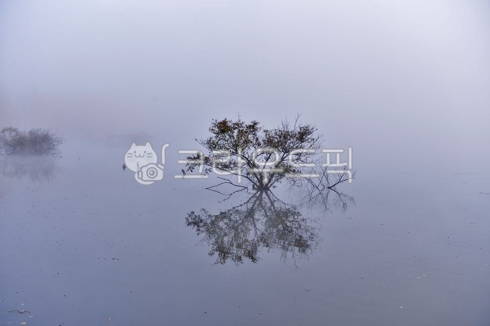 pond,nature,tree,Reservoir,leaf,water,Mungwang Reservoir,Goesan,outdoors,plant,weather,season,autumn,lake,Fog