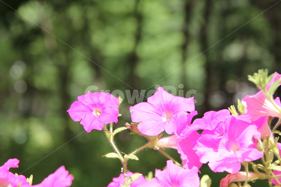 여름,가을,들꽃,꽃,플라워,wildflower,flower,summer,fall