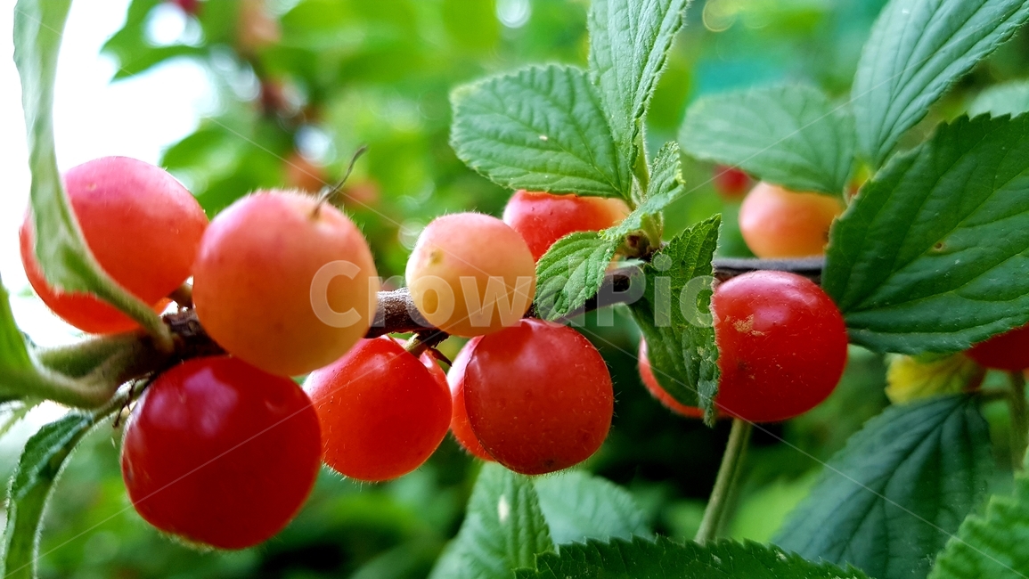 plant,식물,fruit,과일,앵두,앵두열매,빨강,녹색,과수원,봄과일