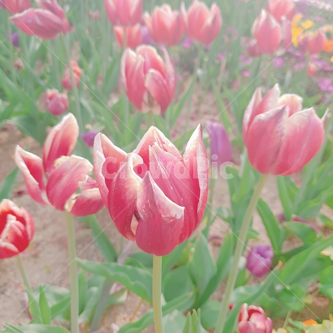 tulip,튤립,붉은튤립,빨간튤립,꽃,flower,네덜란드,식물,아름다운,beautiful,꽃잎,petal,floralleaf,식물,자연,plants,nature,꽃,flower